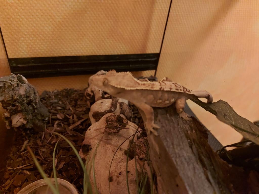 Wimper gecko vrouwtje, Animaux & Accessoires, Reptiles & Amphibiens, Lézard, 3 à 6 ans, Avec terrarium, Domestique