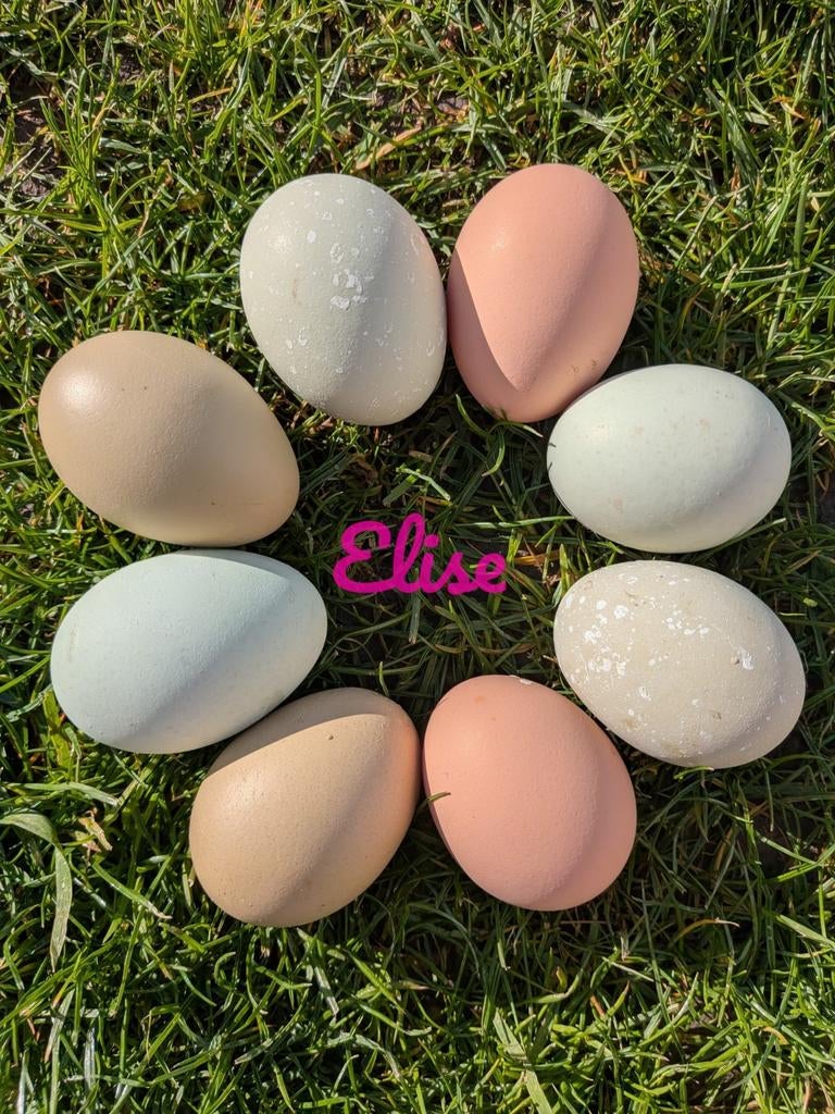 Broedeieren kleurleggers olijfleggers easter eggers kippen, Poule ou poulet