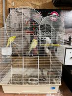 3 paires de belles perruches avec une cage