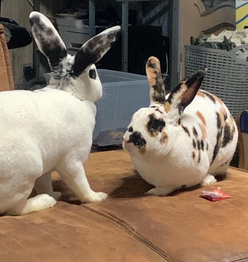 Rex groot type tricolor dalmatiner konijnen te reserveren, Dieren en Toebehoren, Konijnen, Meerdere dieren, Groot, 0 tot 2 jaar