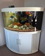 Juwel Trigon 350, Enlèvement, Comme neuf, Aquarium d'eau douce rempli