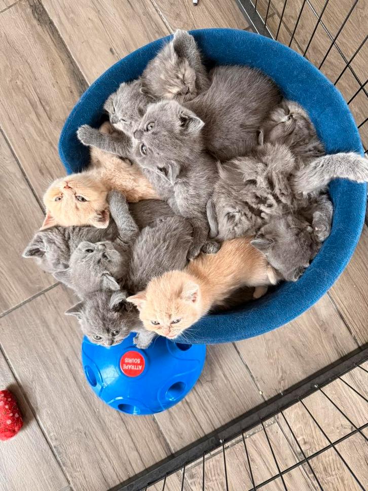 Brits Korthaar kittens, Dieren en Toebehoren, Katten en Kittens | Overige Katten, Meerdere dieren, 0 tot 2 jaar
