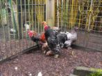 poules Brahma, Animaux & Accessoires, Femelle, Poule ou poulet
