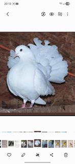 Queue de paon français de Rouen X fantail Anglais, Animaux & Accessoires, Oiseaux | Pigeons, Plusieurs animaux, Autres espèces