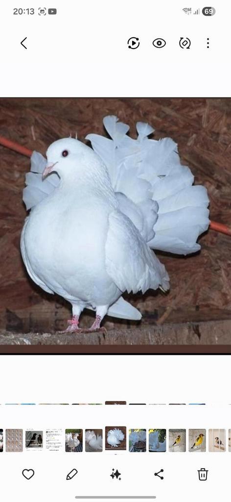 Queue de paon français de Rouen X fantail Anglais, Animaux & Accessoires, Oiseaux | Pigeons, Autres espèces, Plusieurs animaux