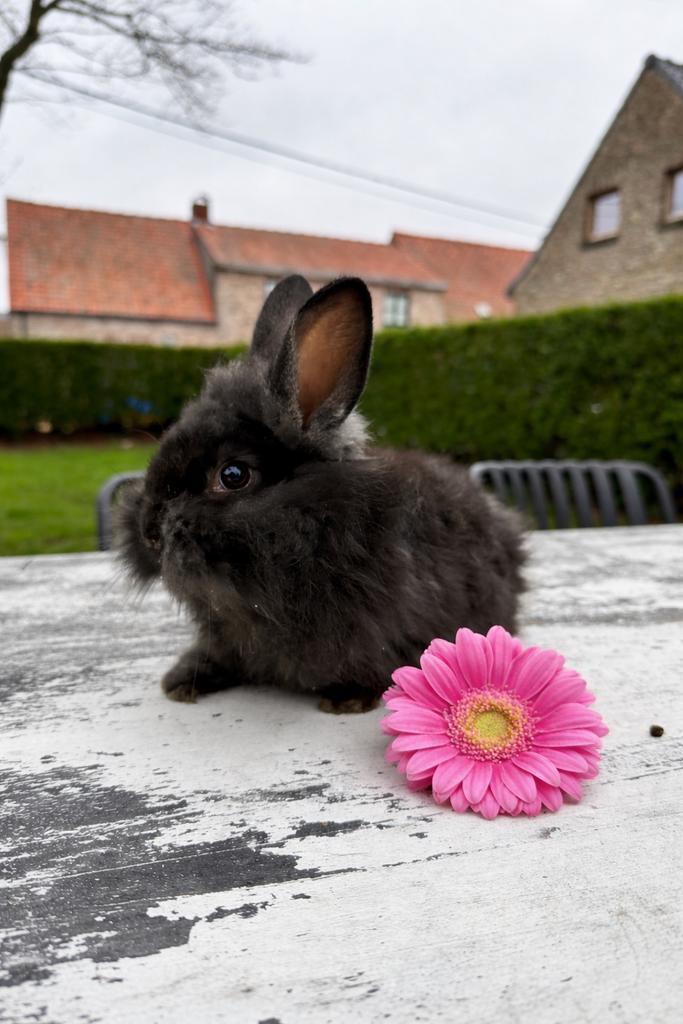 Teddy vlaamse reuzen, Dieren en Toebehoren, Konijnen, Dwerg