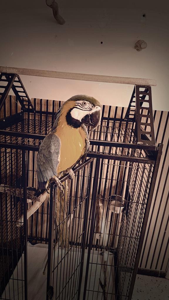 Femelle ara 2 ans Région liege Échange pas d animaux merci, Animaux & Accessoires, Oiseaux | Perruches & Perroquets, Femelle