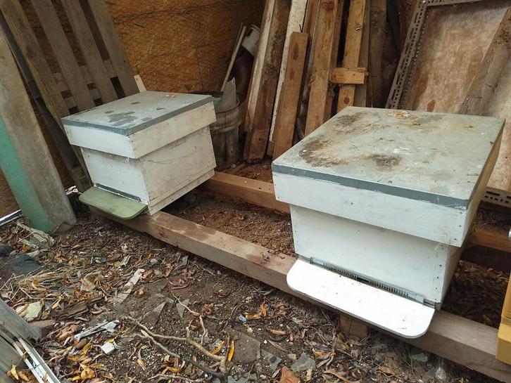 Bijen volkeren Carnica, Dieren en Toebehoren, Insecten en Spinnen, Bijen