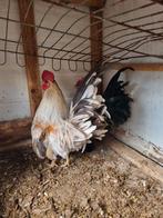 Serama haan te koop, Animaux & Accessoires, Volatiles