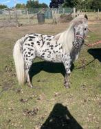 Appaloosa mini- paardje, Dieren en Toebehoren, Merrie