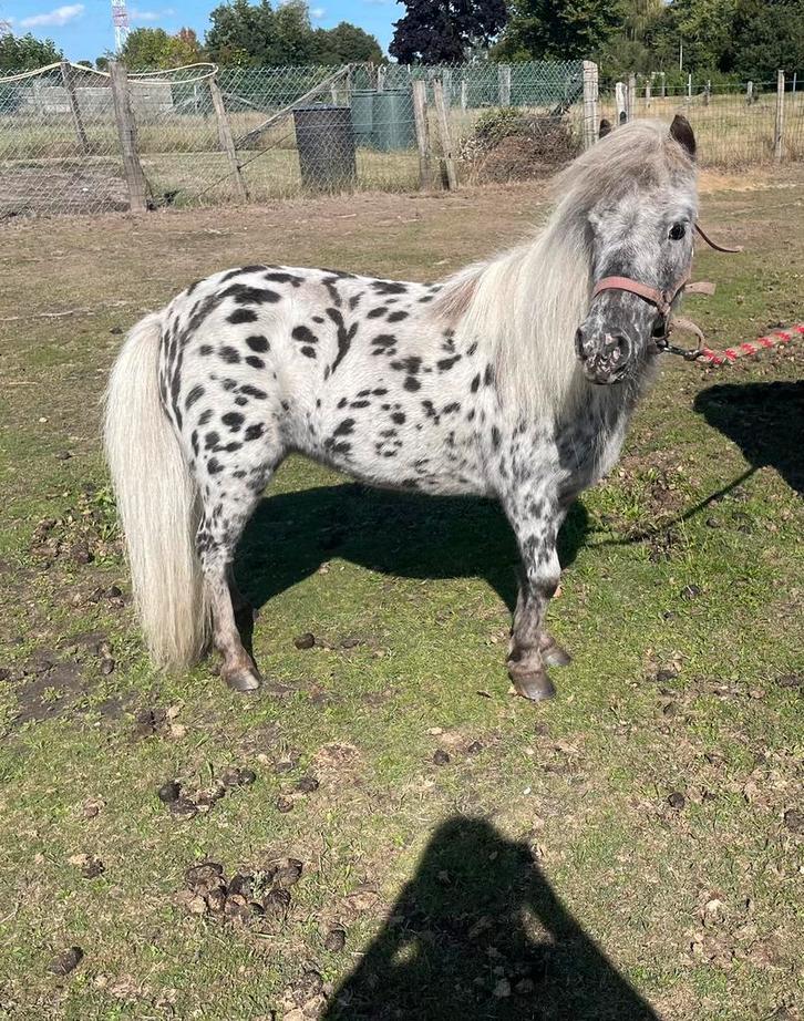 Appaloosa mini- paardje, Dieren en Toebehoren, Pony's, Merrie