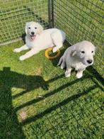 Golden retriever pups, Dieren en Toebehoren, België, 8 tot 15 weken, Meerdere, Meerdere dieren