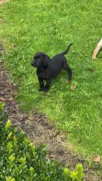 Beaux chiots labrador noirs 7,50€, Animaux & Accessoires, Chiens | Retrievers, Épagneuls & Chiens d'eau, Chienne, Belgique, Labrador retriever