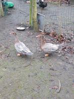 bruine barberie eenden, Mai, Femelle