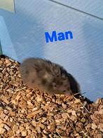 Langharig en kort harige Goudhamsters, Hamster, Januari, Meerdere dieren, Tam