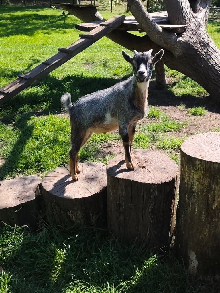 Dwerggeitjes tam, Dieren en Toebehoren, Schapen, Geiten en Varkens, Meerdere dieren, Geit, 0 tot 2 jaar