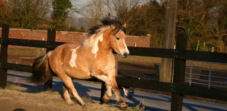 Recherche poney, Animaux & Accessoires, Chevaux & Poneys | Autres trucs de cheval, Enlèvement ou Envoi