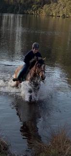 Mooie lieve makkelijke welsh cob merrie drachtig 2020, Dieren en Toebehoren, Merrie, Met stamboom, Minder dan 160 cm, Zadelmak