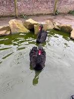 Zwarte zwanen, Animaux & Accessoires, Volatiles, Plusieurs animaux, Oie ou Cygne