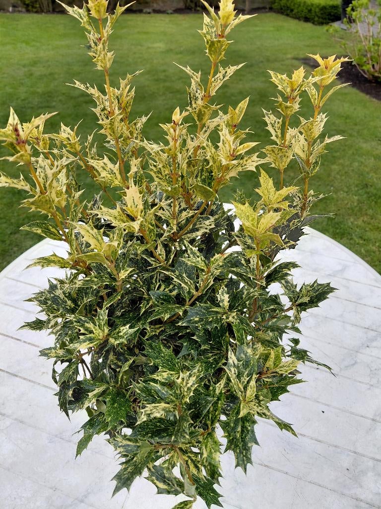 Osmanthus Goshiki, Ophalen