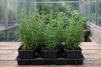 Rozemarijn – sterke, winterharde kruidenplant – P9 pot, Tuin en Terras, Ophalen, Volle zon