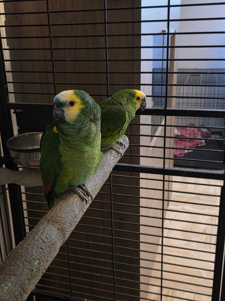 Couple Amazon à front bleu à vendre, Plusieurs animaux, Perroquet, Bagué