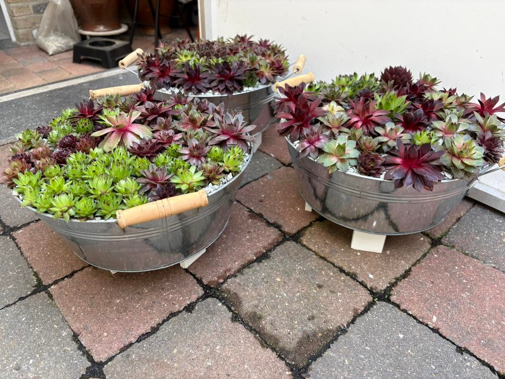 3 grote schalen met Sempervivum, Tuin en Terras, Ophalen, Zo goed als nieuw
