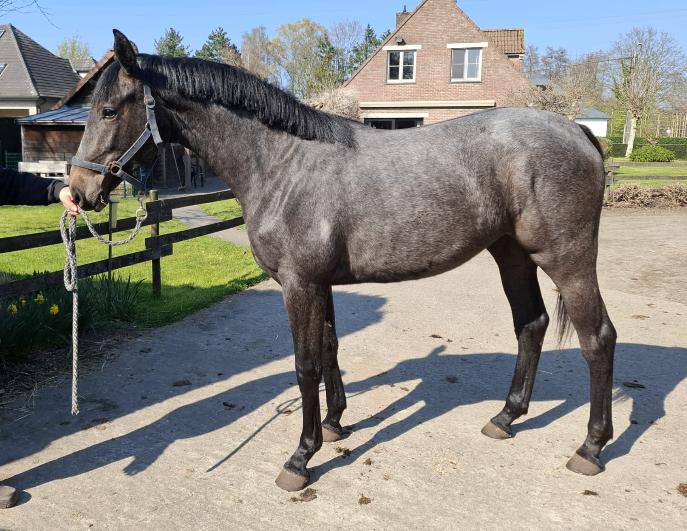 Zeer mooie 2-jarige merrie, Merrie, Springpaard, Met stamboom, 0 tot 2 jaar