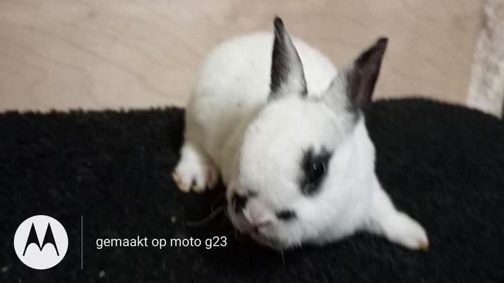 Lief Rex dwerg rammetje in dalmatiner zwart., Dieren en Toebehoren, Konijnen, Dwerg