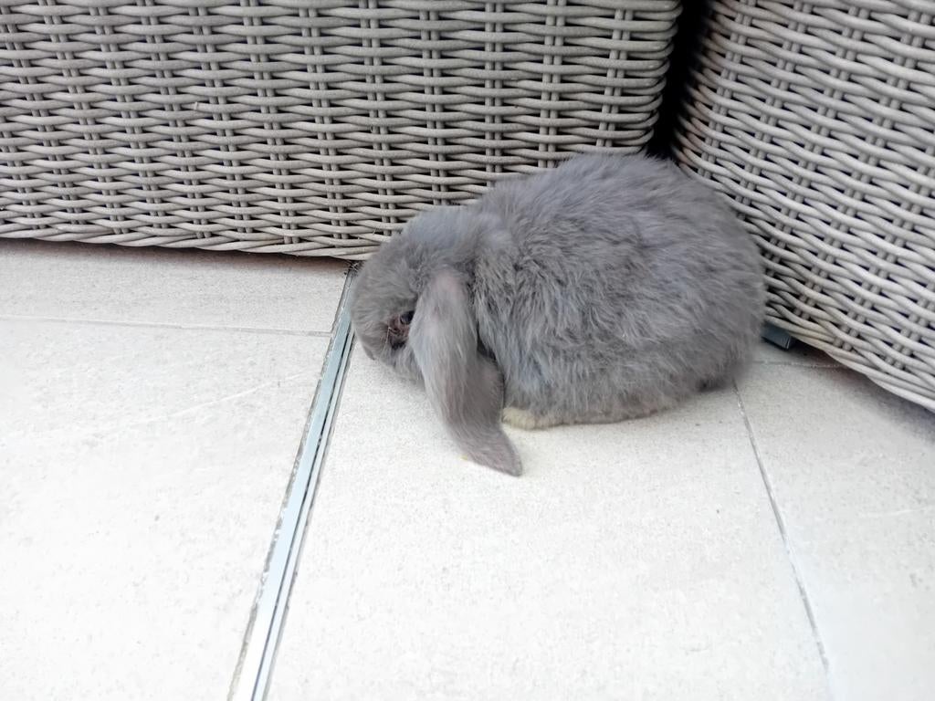 Franse hangoren, Dieren en Toebehoren, Konijnen, Mannelijk, Groot, Hangoor, 0 tot 2 jaar