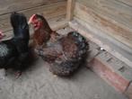 wyandotte hen (goudzwart gezoomd), Dieren en Toebehoren, Vrouwelijk, Kip