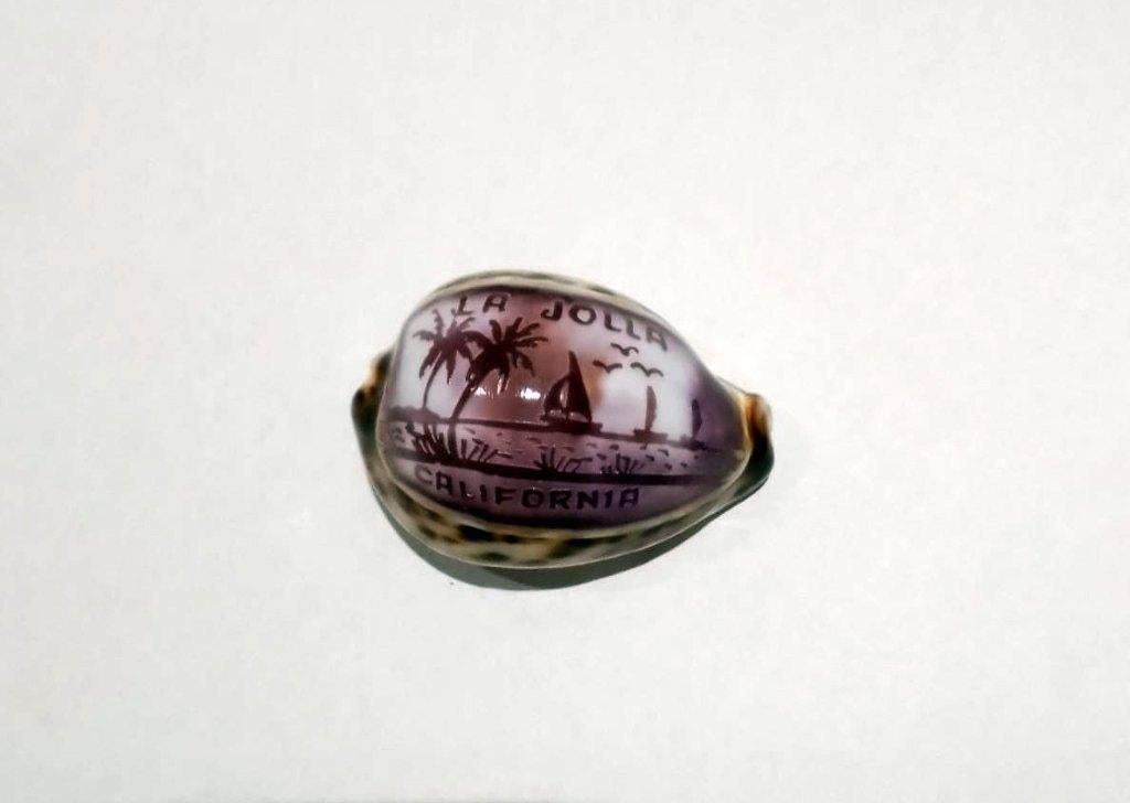 Zeeschelp, toeristisch souvenir uit La Jolla in Californië, Ophalen of Verzenden, Schelp(en)