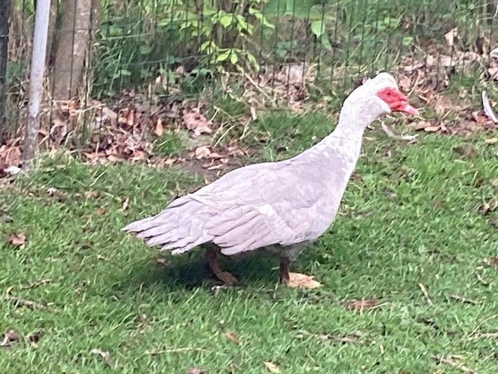 Barbarieeenden, Dieren en Toebehoren, Pluimvee, Eend, Meerdere dieren