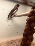 bruinborst rietvinken, Dieren en Toebehoren, Vogels | Overige Vogels, Meerdere dieren, Tropenvogel