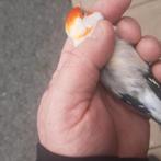 Majoor putter25, Dieren en Toebehoren, Mannelijk, Geringd