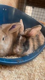 Duitse reus x franse langoor