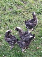 Poussins coucous de Malines, Femelle, Poule ou poulet