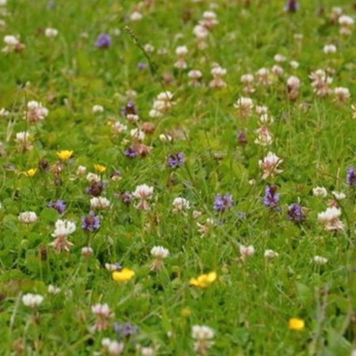 Tegen onkruid in gazon (oude formule), Tuin en Terras, Bestrijdingsmiddelen, Nieuw, Onkruidbestrijding, Ophalen of Verzenden