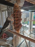 valkparkieten 2: tam en halftam, Dieren en Toebehoren, Vogels | Parkieten en Papegaaien, Mannelijk, Parkiet, Tam