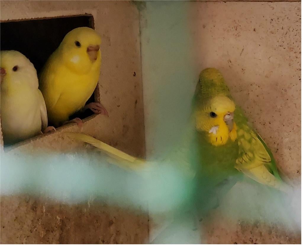 Koppels grasparkieten, Dieren en Toebehoren, Vogels | Parkieten en Papegaaien, Meerdere dieren, Parkiet
