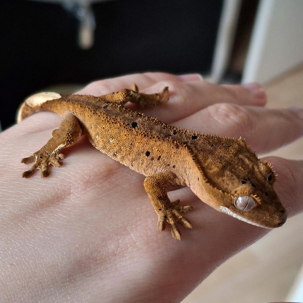 Dalmatian wimpergekko/crested gecko man (1.0), Lézard, 0 à 2 ans