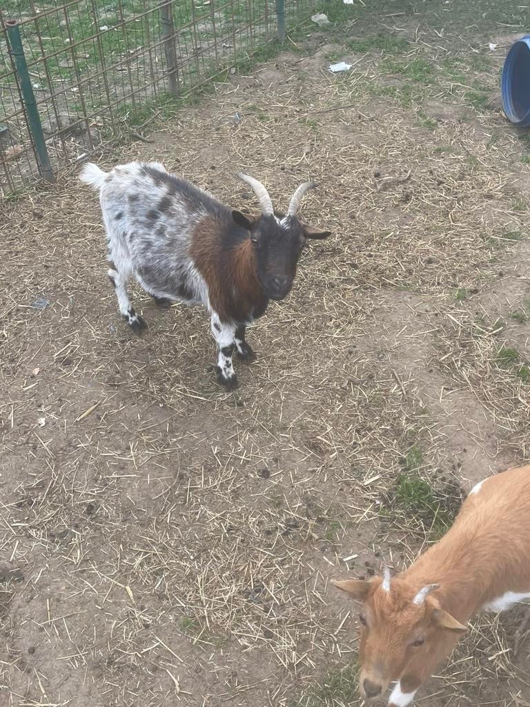 Mieke, Animaux & Accessoires