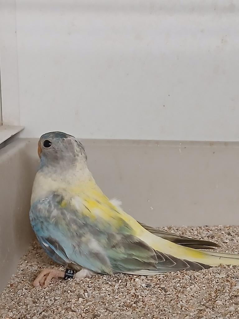 Femelle perruche splendide 2025, Femelle, Perruche, Bagué