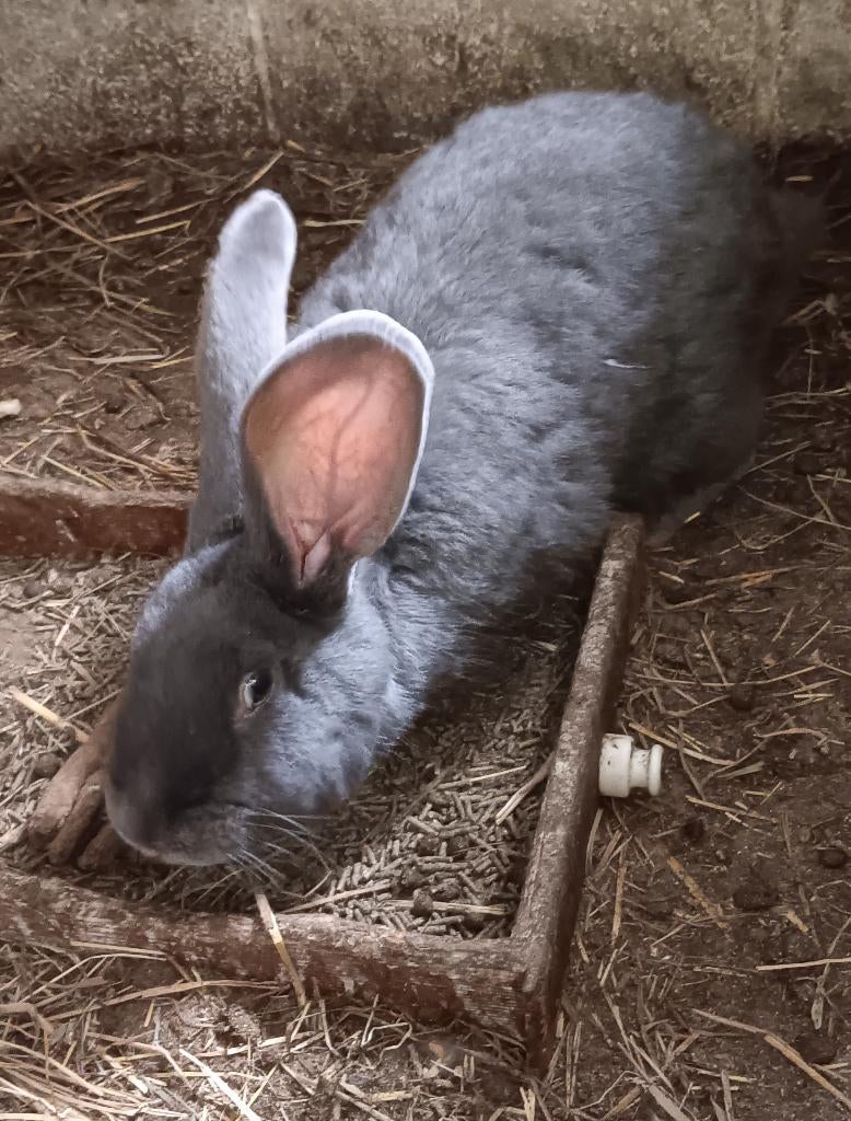 Duitse reus blauwe ram, Dieren en Toebehoren, Konijnen, Mannelijk, Groot, 0 tot 2 jaar