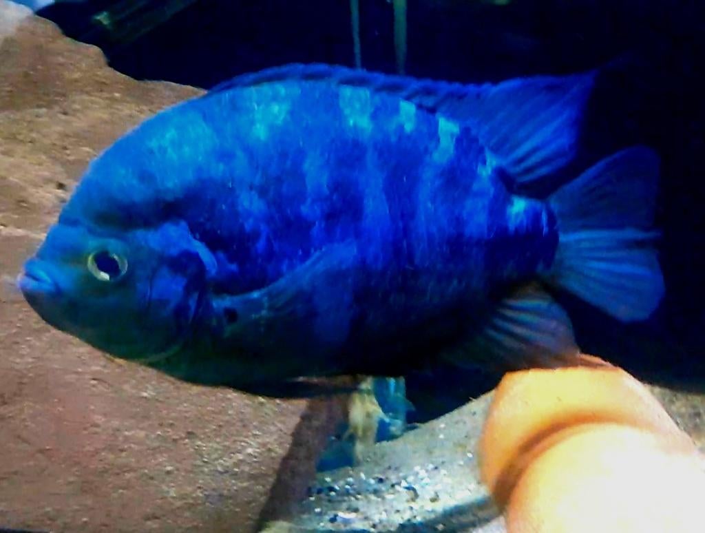 Aquariumvissen rustige kweekgroep, Dieren en Toebehoren, Vissen | Aquariumvissen, Vis, Zoetwatervis