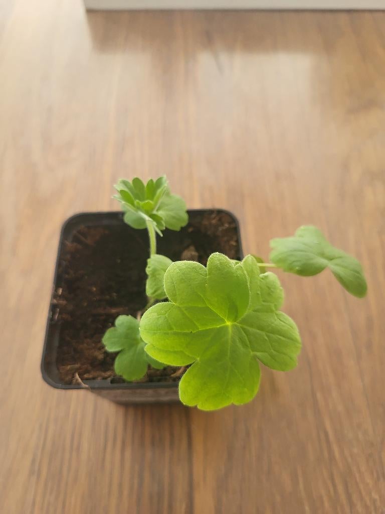 Ridderspoor pink, Jardin & Terrasse, Plantes | Jardin, Autres espèces, Été, Enlèvement, Plante fixe