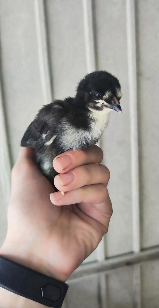 Kleurlegger kuikens, Dieren en Toebehoren, Geslacht onbekend, Kip