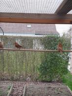 Barmsijsjes cabaret 2025, Dieren en Toebehoren, Vogels | Overige Vogels, Meerdere dieren, Wildzangvogel, Geringd