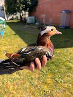 Mandarijn eend man, Dieren en Toebehoren, Eend