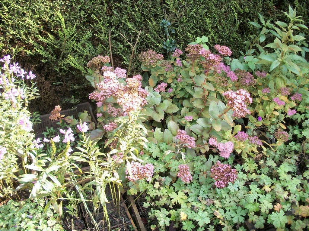 Sedum spectabile of hemelsleutel verschillende kleuren, Jardin & Terrasse, Plantes | Jardin, Autres espèces, Plein soleil, Été